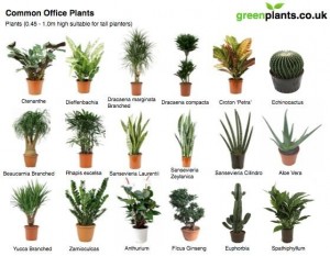 office-plants